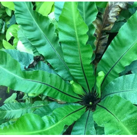 Birds Nest Fern