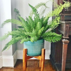 Fox Tail Fern