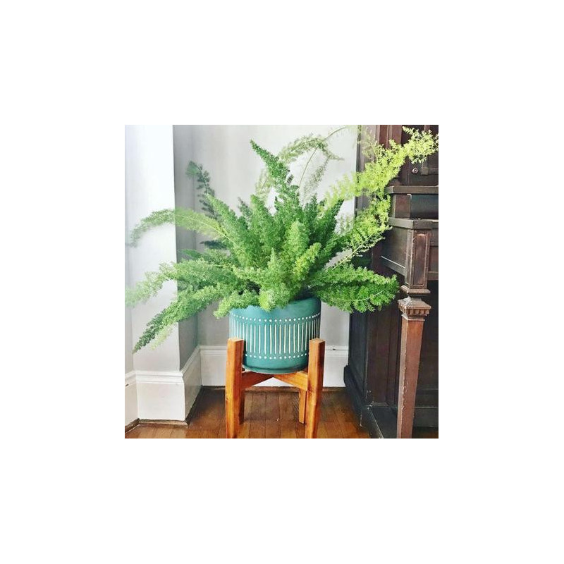 Fox Tail Fern