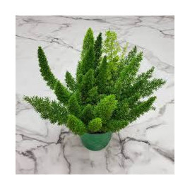 Fox Tail Fern