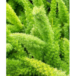 Fox Tail Fern