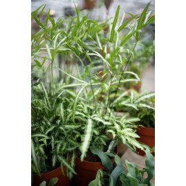 Ribbon Fern
