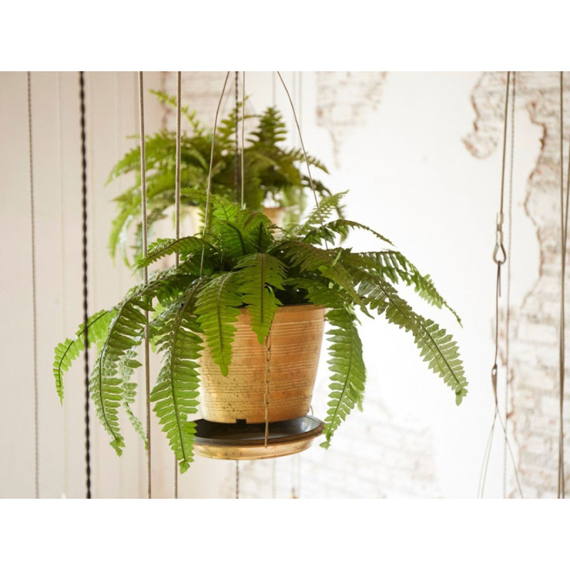 Boston Fern
