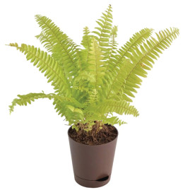 Boston Fern