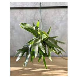 Staghorn