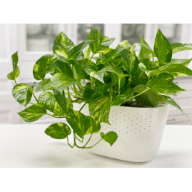 Money Plant