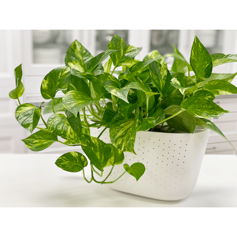 Money Plant