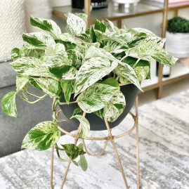 Marble Queen