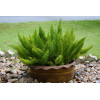 FERNS