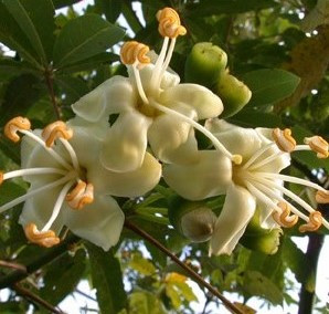 KAPOK AKA SILK COTTON